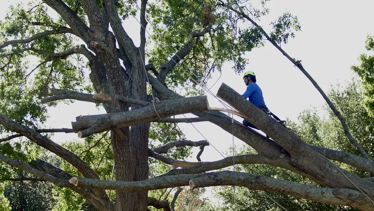 Professional Crown Thinning performed by certified arborists in Kyles Ford